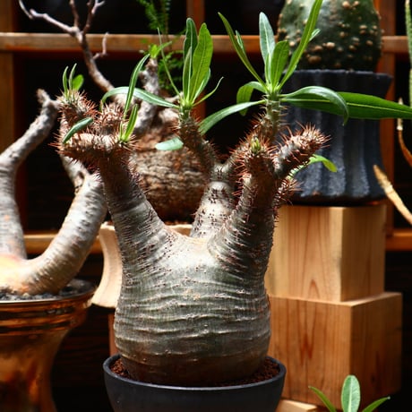 パキポディウム  グラキリス／Pachypodium  gracilius    no.71025