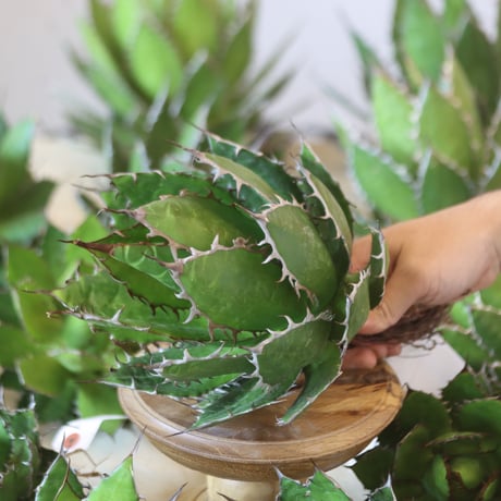 U.S. horrida (Agave horrida) / Style of Chika　no.1215-74