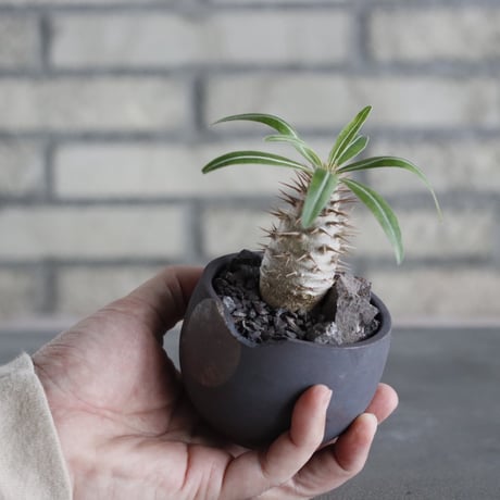 Pachypodium gracilius × N/OH (2.5号) no.628/78