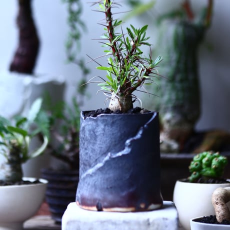 フォークイエリア   プルプシー  実生    Fouquieria purpusii  no.71927