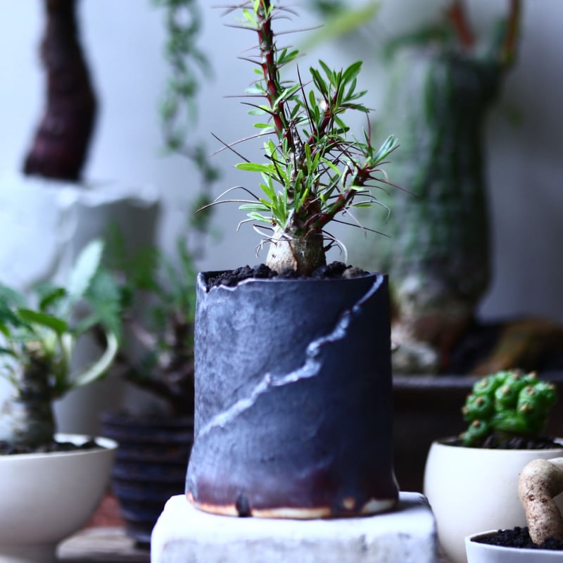 フォークイエリア プルプシー 実生 Fouquieria purpusii no フォークイエリア プルプシー 実生 Fouquieria purpusii no