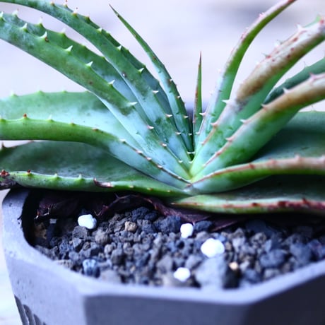 アロエ スプラフォリアータ     Aloe suprafoliata    no.101835
