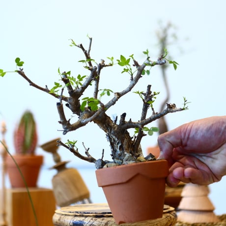 YAMABACHI × Bursera fagaroides   no.91045