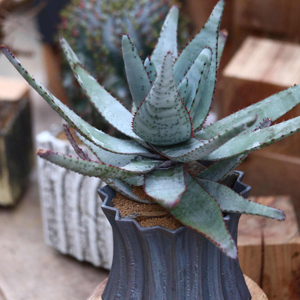 アロエ コニフェラ / Aloe conifera no.31954 | 芽の巣山