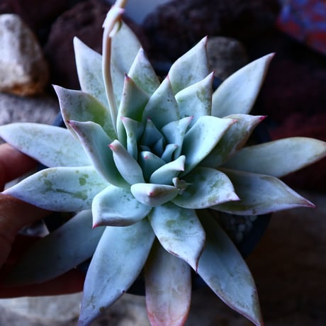 エケベリア  メキシカンジャイアント   Echeveria colorata 'Mexican Giant'.   no.32216