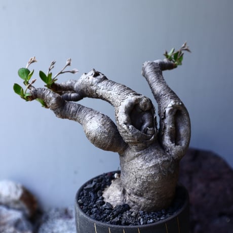 ユーフォルビア ラノヒラ   Euphorbia sp.ranohira  no.61619