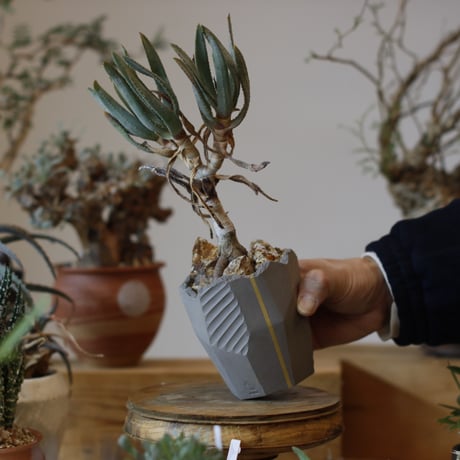 Aloe ramosissima × N/OH (3号)  no.104/7
