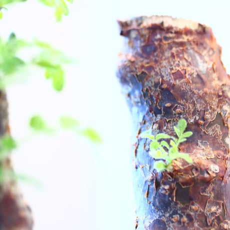 コミフォラ モンストローサ / Commiphora monstrosa   no.62503
