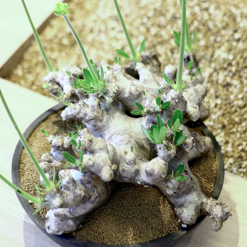 パキポディウム ブレビカリックス / Pachypodium densiflorum var.