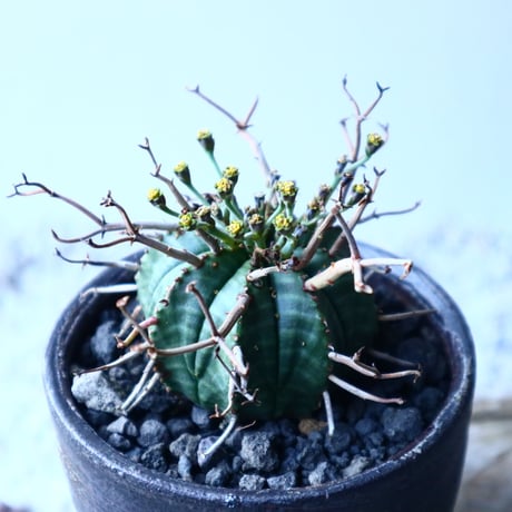 ユーフォルビア  バリダ    Euphorbia valida     no.21651