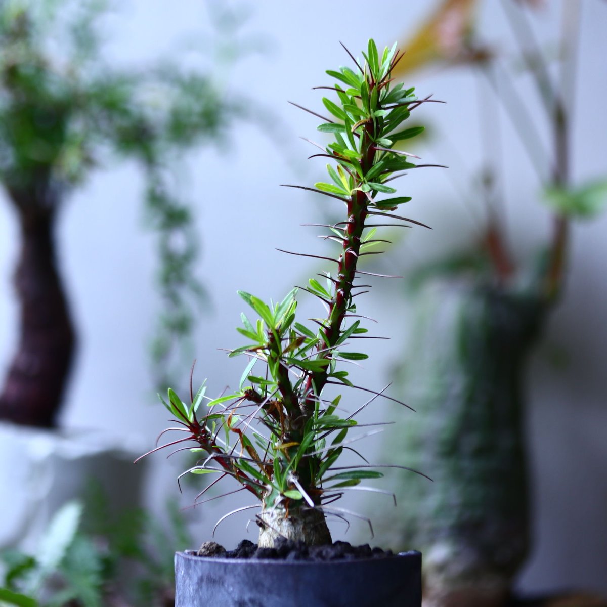 フォークイエリア プルプシー 実生 Fouquieria purpusii no...