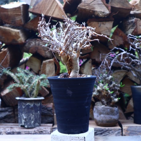 コミフォラ   ワイティ   commiphora wightii   no.41808