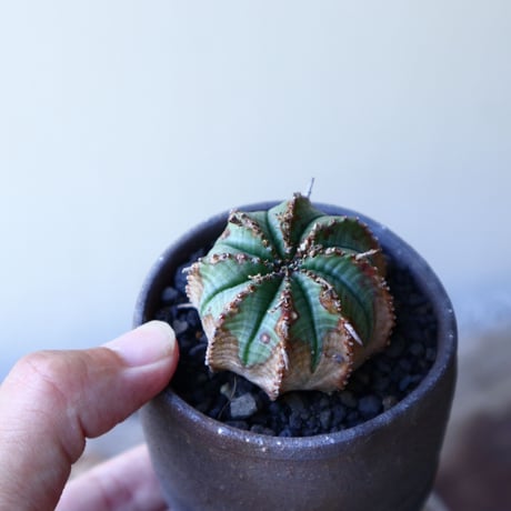 ユーフォルビア  バリダ  hyb   Euphorbia valida  hyb   no.60203