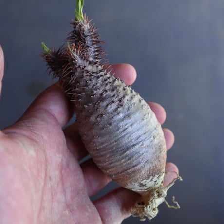 パキポディウム グラキリス 抜苗  Pachypodium rosulatum var. gracilius no.100625