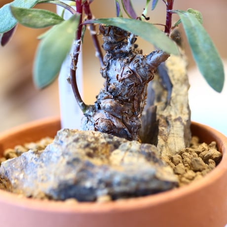 Othonna arborescens × YAMABACHI   no.123148