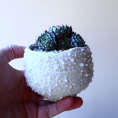 エケベリア ミニマ   Echeveria minima  no.11219