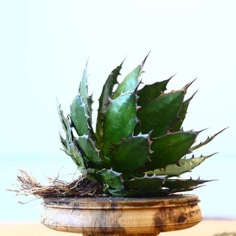 Agave horrida / Style of Chika   no.1015/38