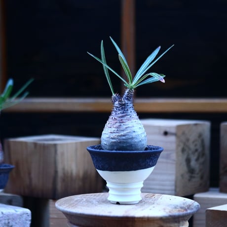 パキポディウム  グラキリス ／Pachypodium  gracilius     no.103163