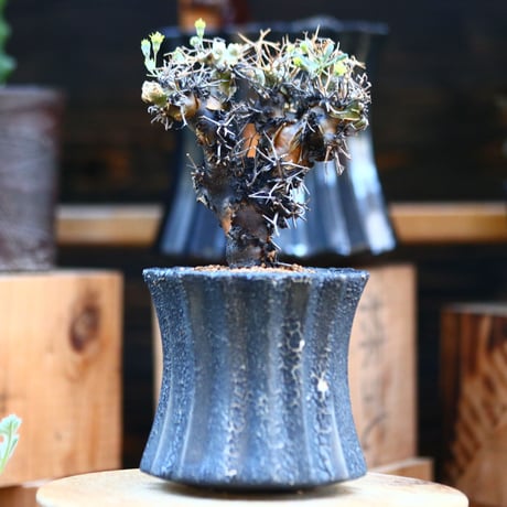 オトンナ  ユーフォルビオイデス／Othonna  euphorbioides  no.22731