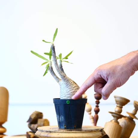 パキポディウム  グラキリス / Pachypodium  gracilius   no.52823