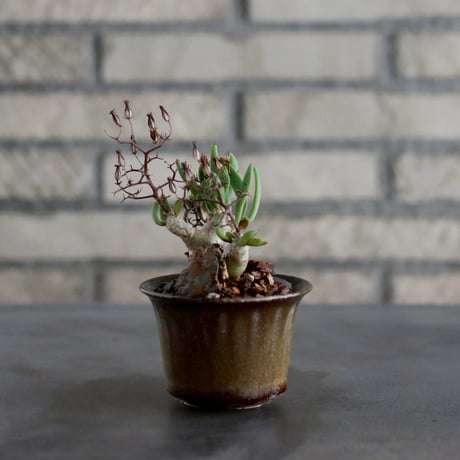 Tylecodon reticulate / 万物想 × Tomoharu Nakagawa (2.5号)  no.1019/24