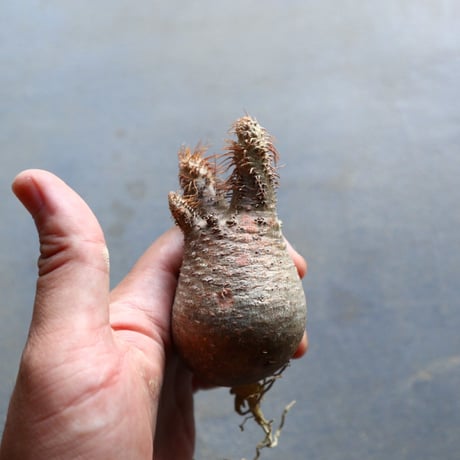 パキポディウム グラキリス 抜苗  Pachypodium rosulatum var. gracilius no.92910