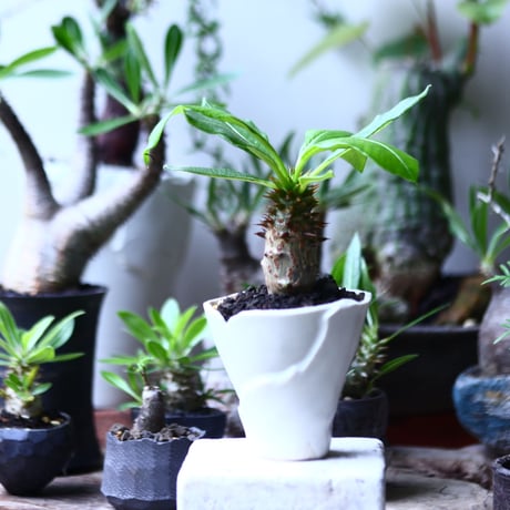 パキポディウム  ウィンゾリー 実生   Pachypodium baronii var. windsori    no.71910