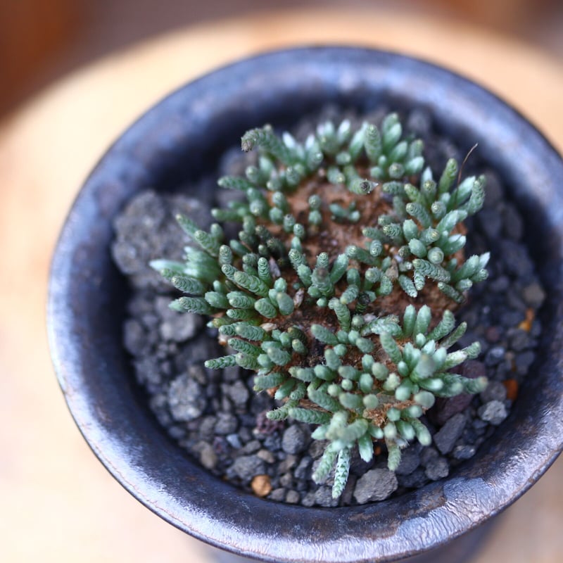 アボニア クイナリア アルストニー 赤花/Avonia quinaria ssp. アボニア クイナリア アルストニー 赤花/Avonia quinaria ssp.