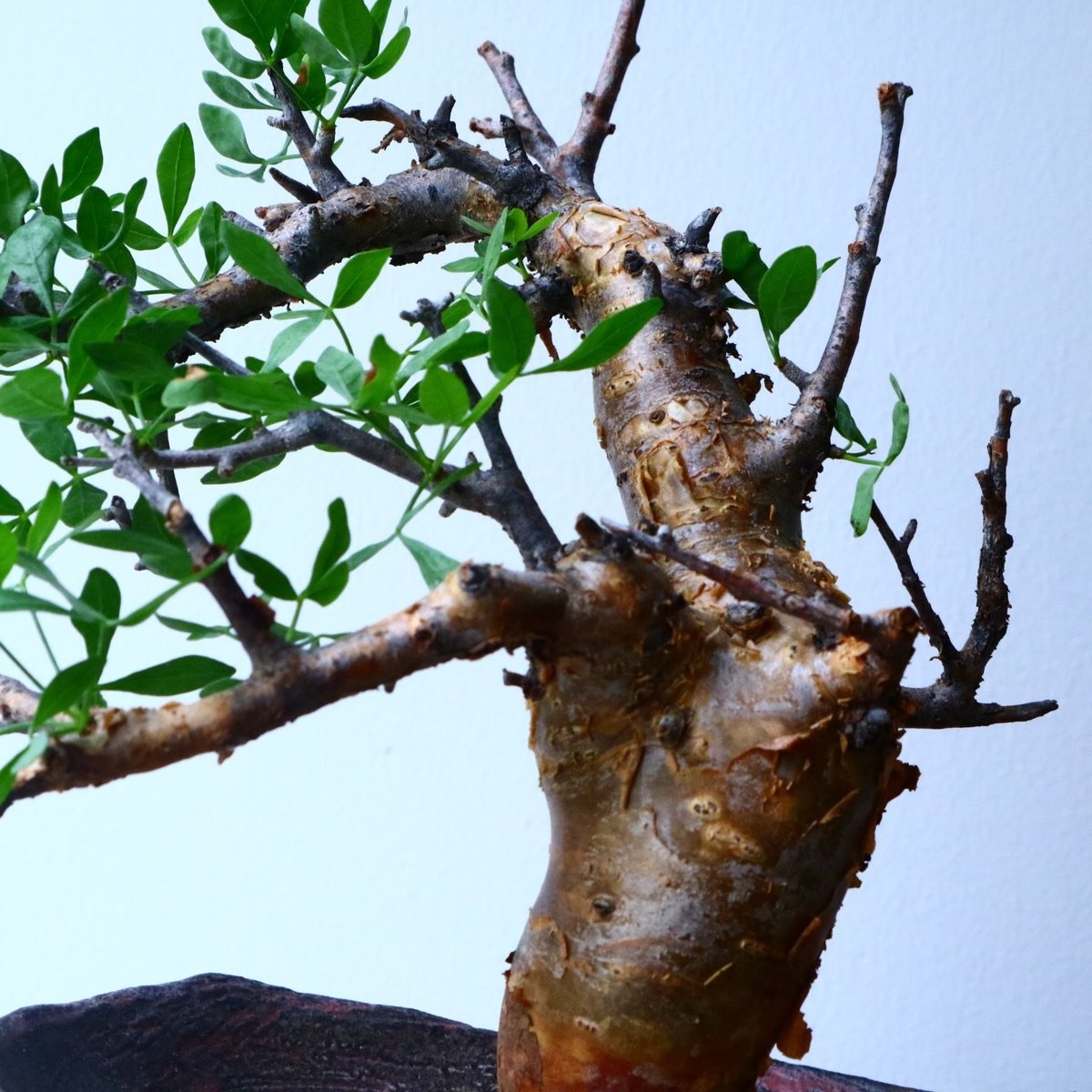 【実生】コミフォラ フォリアセア(Commiphora foliacea) Commiphora foliacea 良き☺️ . #plants #caudex #commiphora