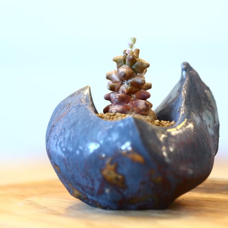 Othonna herrei × Kazuhiro Arima   no.101501