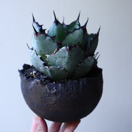 アガベ チタノタ　ブラック＆ブルー  Agave titanota black&bule    no.51907