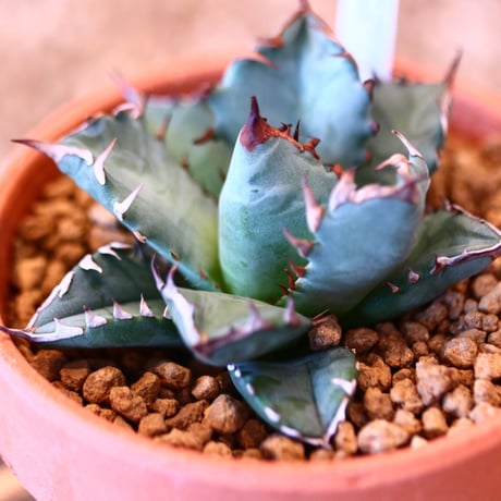 【9/9入荷未発根未活着ベアルート植込み】 Agave titanota 姫厳竜 no.91763