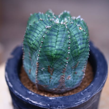 ユーフォルビア オベサ hyb. ／Euphorbia obesa  hyb.     no.41019