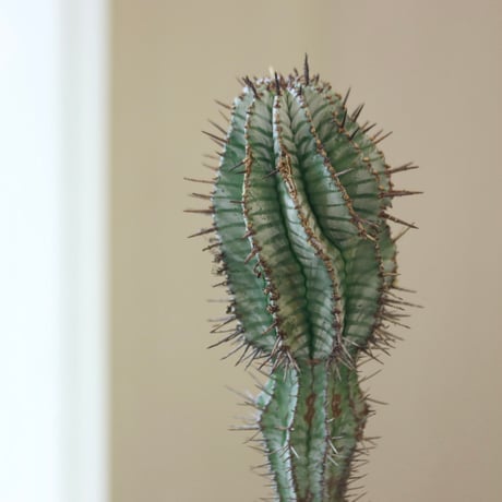 Euphorbia  horrida × N/OH    no.90143