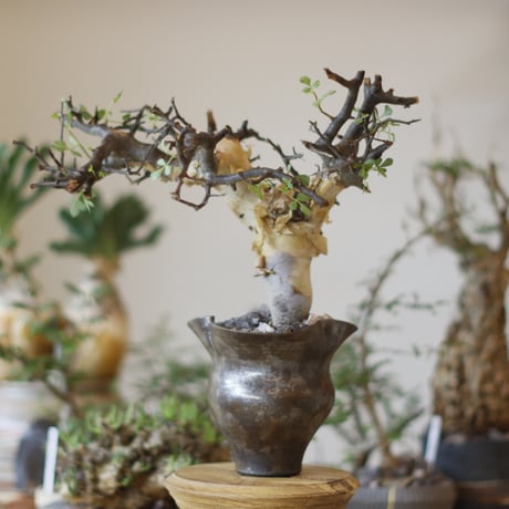 サザンカ　山茶花　盆栽　13号　特大❗ 山茶花（サザンカ） | 大垣市公式ホームページ／水の都おおがき