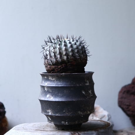 コピアポア 孤竜丸    Copiapoa cinerea var. columna-alba   no.90130