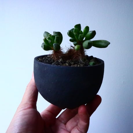 アドロミクス  ポエルニツィアヌス   神想曲  Adromischus poellnitzianus  No.018