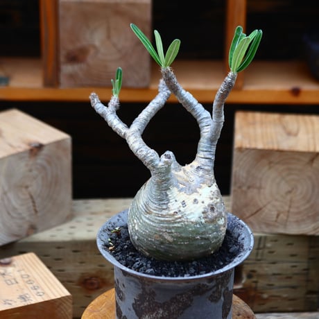 パキポディウム  グラキリス／Pachypodium  gracilius       no.82208