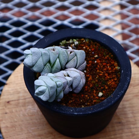 クラッスラ  デセプター稚児姿／Crassula  deceptor       no.50241