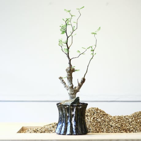 タイムセール！センナ メリディオナリス　美株 senna meridionalis《大きめM size》※現地球株発根済※枝振りバランスも