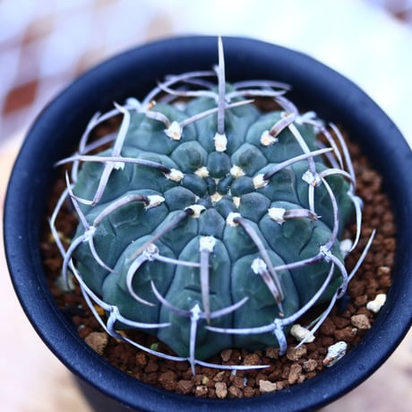 ギムノカリキウム   バッテリー   Gymnocalycium vatteri   no120605