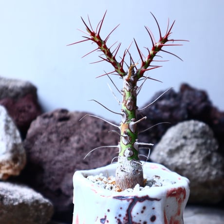 フォークイエリア   プルプシー    Fouquieria purpusii  no.32903