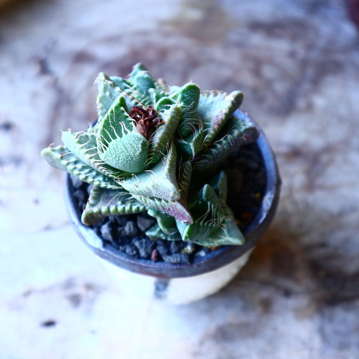 フォーカリア シカイナミ 四海波 no.32204 | 芽の巣山