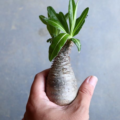 パキポディウム グラキリス   Pachypodium rosulatum var. gracilius no.110312