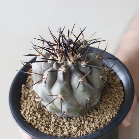 Copiapoa cinerea / 黒王丸 (3.5号鉢)  no.913/40