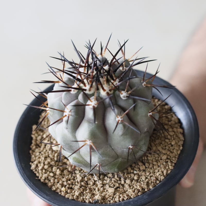 Copiapoa cinerea / 黒王丸 (3.5号鉢) no.913/40 | 芽の巣山