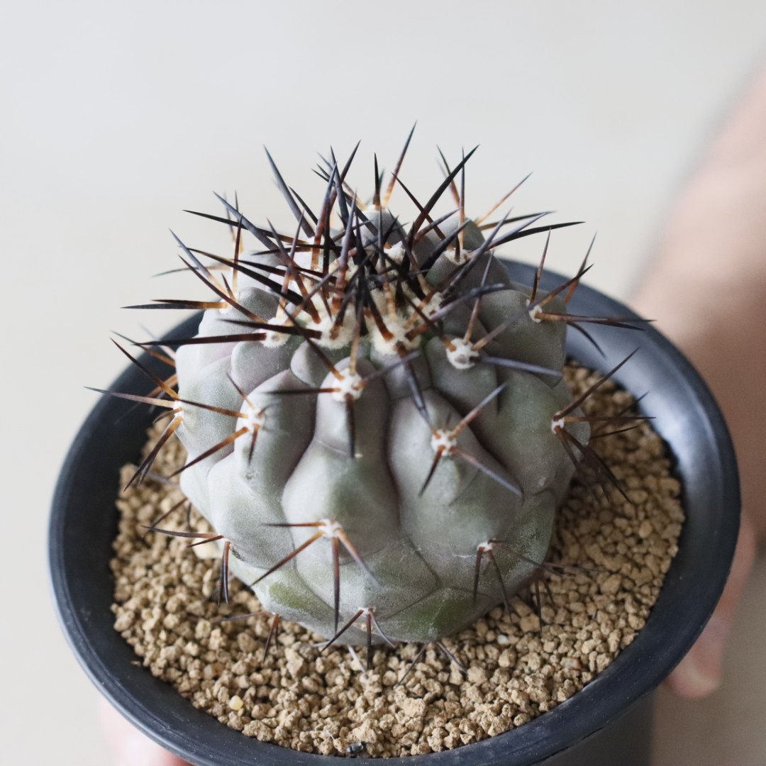 コピアポア シネレア 黒王丸3株寄せ植えハビタットスタイル VALIEM鉢