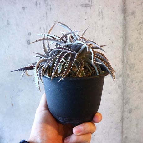 Dyckia (Arizona × choristaminea) × (Brittle Star × Bill paylen) Bill Baker hybrid     014