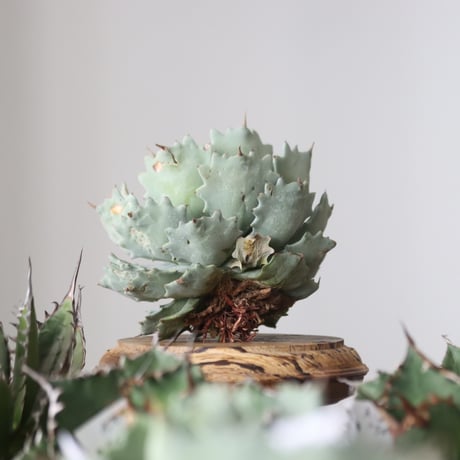 Agave Isthmensis / Style of Chika　no.42180
