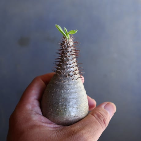 パキポディウム グラキリス 抜苗  Pachypodium rosulatum var. gracilius no.100623